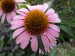 Echinacea